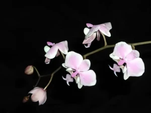Bild von Phalaenopsis schilleriana